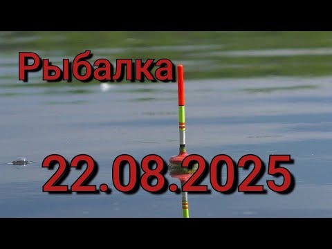 Видео: ЭТО СЛУЧИЛОСЬ! СНАСТЬ КОТОРАЯ КОСИТ РЫБУ НА ПОВАЛ! Рыбалка на большой поплавок на дикой реке!
