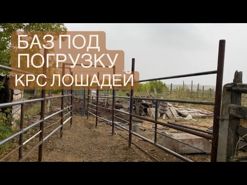 Видео: РАСКОЛ ПОД ПОГРУЗКУ КРС ЛОШАДЕЙ