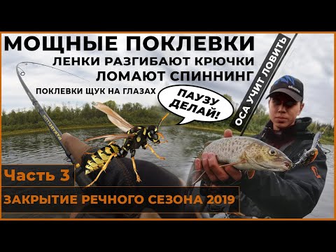 Видео: ОСА УЧИТ ЛОВИТЬ? Важность пауз в ловле ленка на воблеры.  Мощные поклевки. Рыбалка. Спиннинг. Ленок.