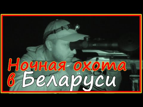 Видео: Два козла, два кабана. Удачная ночная охота с подхода в Беларуси.