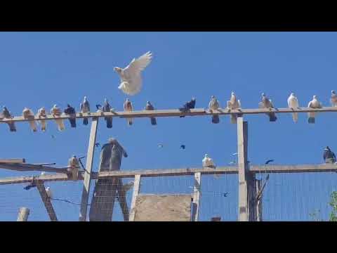 Видео: 27 мая 2025 г.