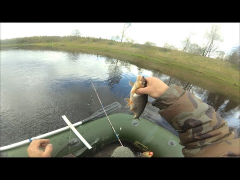 Видео: р. Луга . Ловим СЫРТЬ на снасть КОЛЬЦО и ФИДЕР. Весна 2020г.