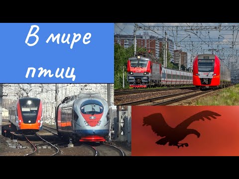 Видео: В мире птиц или 5 минут доброго смеха!