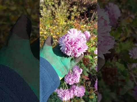 Видео:  Саджаю гіпеаструм. Листопадні замальовки саду.