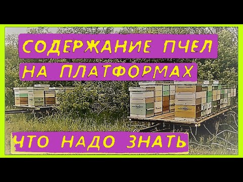 Видео: Плюсы и минусы содержания пчел на платформах, слеты при кочевке.