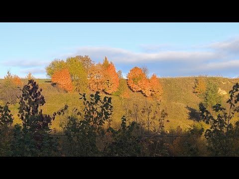 Видео: Як ми возимо гній на город  