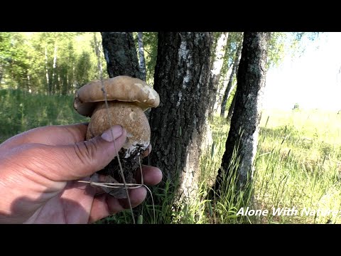 Видео: Сбор грибов в Июне 2021,грибной рай в Калужской области начался!!!