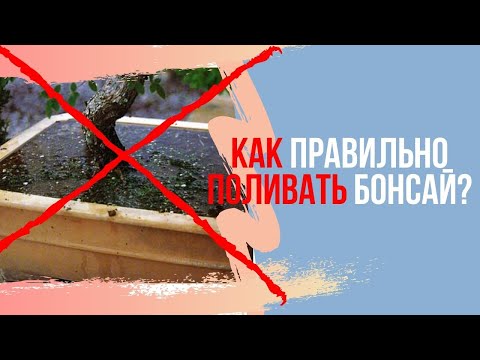 Видео: Полив Бонсай. Как правильно поливать Бонсай. Watering Bonsai