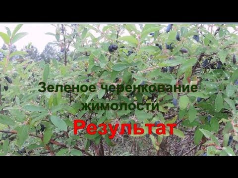 Видео: Зеленое черенкование жимолости (результат)