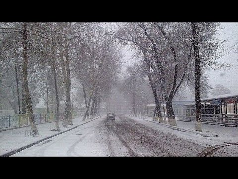 Видео: Oqqo'rg'on Birinchi qor /Аккурган-Совхоз/ Первый снег в Узбекистане