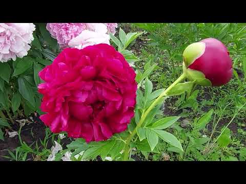 Видео: Пионы перед бурей.Последнее видео сезона 2023г.