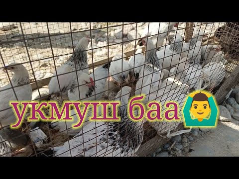 Видео: ТООК базар