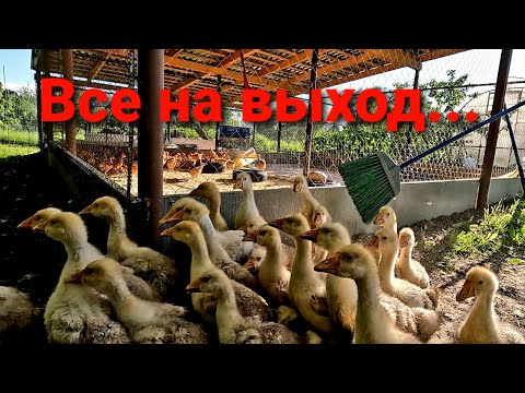 Видео: УТКИ и ГУСИ на ВЫГУЛЕ / Территория водоплавающих / СТАДО ГОЛОШЕЕК