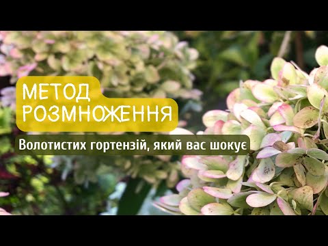 Видео: Метод розмноження волотистих гортензій, який вас шокує