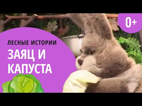 Видео: Заяц и капуста | Лесные истории (0+)