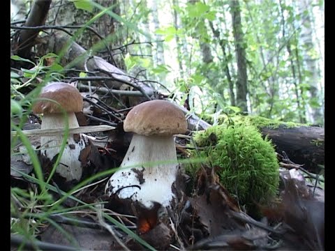 Видео: Мощная волна белых в августе