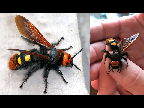 Видео: Ужалила гигантская оса. Сколия-гигант (Megascolia maculata)