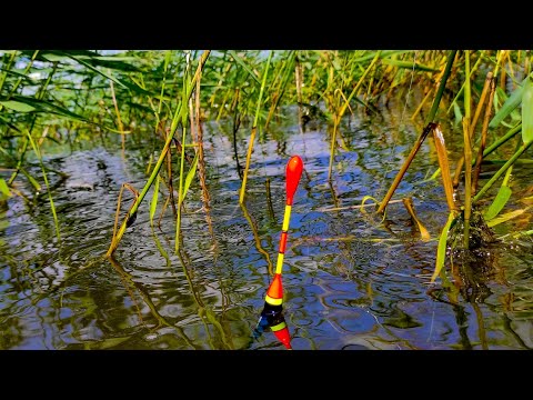 Видео: КОЛХОЗНОЕ ОЗЕРО КИШИТ КРУПНЯЧКОМ! Рыбалка на поплавок