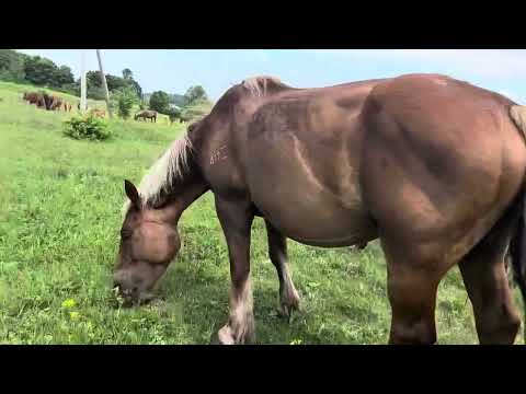 Видео: Вороной жеребец в табуне!!!                                                         Косуля в поле!