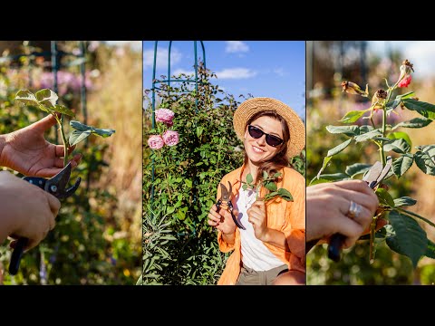 Видео: Осіннє черенкування троянд.