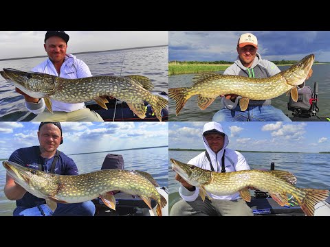 Видео: На него клюют огромная щука, трофейный окунь  и здоровый судак! Обзор силикона Gambler!