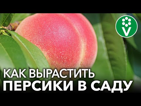 Видео: Собираю ПЕРСИКИ ВЕДРАМИ! Мои секреты выращивания персиков и нектаринов