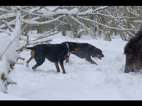 Видео: Притравка Коры по кабану и медведю