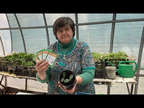 Видео: Підсипаю розсаду огірків  і висіваю у відра кабачки  ДЛЯ РАННЬОГО ВРОЖАЮ.