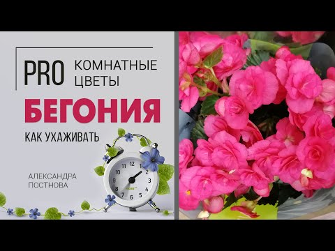 Видео: Бегония цветущая - сложное или простое растение в уходе? Соблюдаем правила и оно цветет долго.