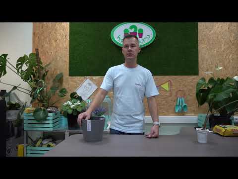 Видео: Как котики победили плоскоземельщиков и пересадка Алоказии