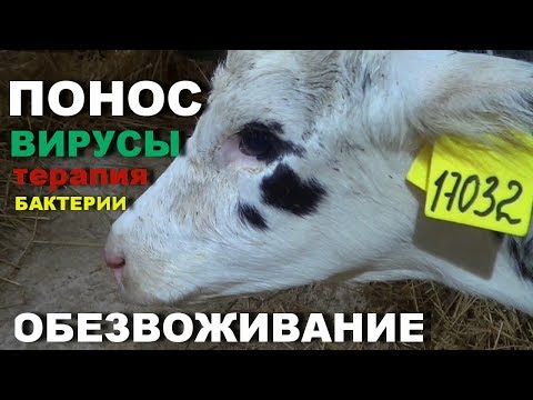 Видео: Тяжёлый понос у недельного телёнка.