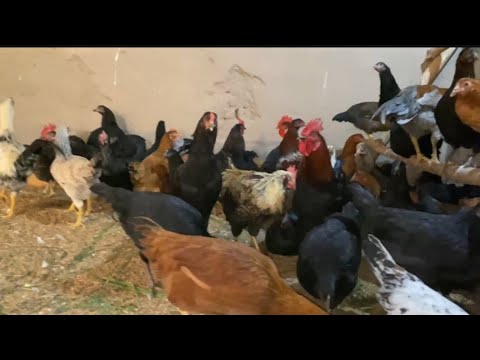 Видео: ЯНГИ ПАРТИЯ ТУХУМГА КИРГАН ТОВУК ХУРОЗЛАР СОТИЛАДИ ШОШИЛИНГ ЗУРЛАРИДАН 17.10.2025