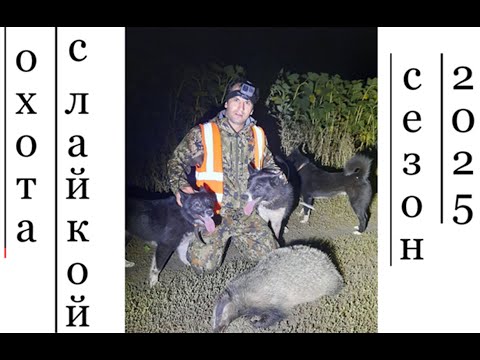 Видео: открытие охоты на барсука с лайками 2025