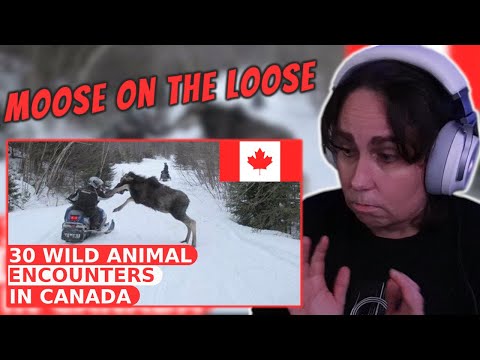 Видео: 30 интересных встреч с дикими животными в Канаде | Реакция австралийцев | AussieTash