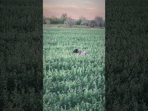 Видео: #охота #охотассобакой #аңшылық #курцхаар #дрессировкасобаки
