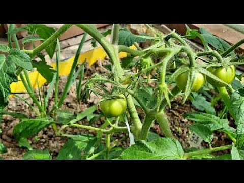 Видео: Мой секрет супер рассады выдал муж😄Чем кормила! Никто не верит, что так можно)