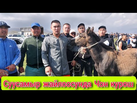 Видео: Кыргыз курош Суусамыр жайлоосунда