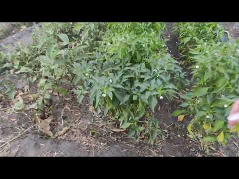 Видео: Шо там на огороді?   5 жовтня 2025 р.