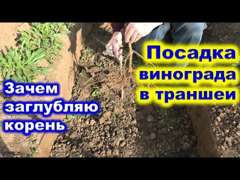 Видео: Метод ПОСАДКИ ВИНОГРАДА в ТРАНШЕИ.