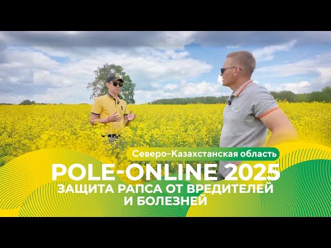 Видео: Комплексная защита рапса в Северо-Казахстанской области | Pole-Online 2025 #рапс #агро #казахстан