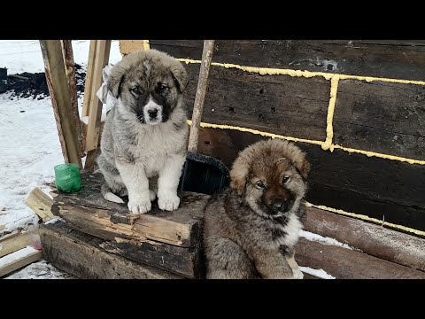 Видео: Обзор новой фермы. #бизнесвдеревне #ферма