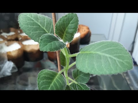 Видео: Что делать, если глоксинья вытянулась.