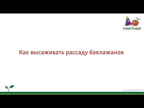 Видео: Как высаживать рассаду баклажанов