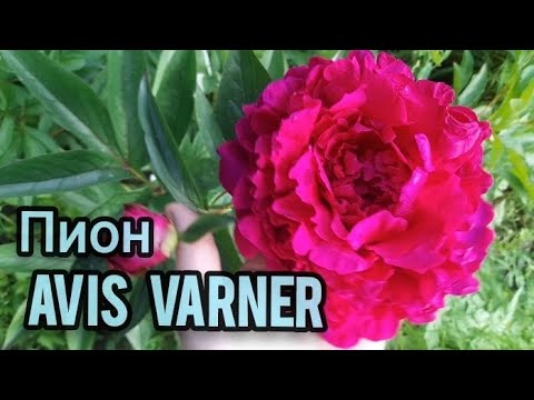 Видео: Пион Avis Varner. Даже не ожидала от него такой роскоши!