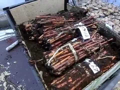 Видео: Зимнее черенкование жимолости