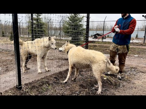 Видео: Огромный как полярный волк 😱‼️Алмаз перегрыз поводок и убежал. В год всех перегнал по росту.