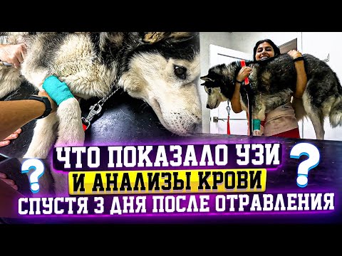 Видео: Спасение Хаси от Отравления день 3-4. Насильно кормим.Арес,Мурзик ищут дом. Едем опять в Ставрополь.