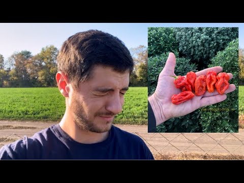 Видео: Обзор и дегустация самых острых перцев в мире!