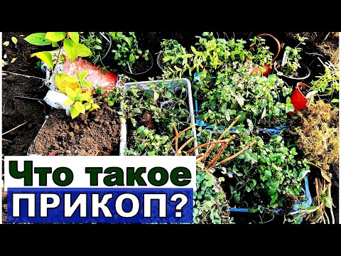 Видео: Как сохранить розы и гортензии в кашпо? Делаем метод прикопа в теплице