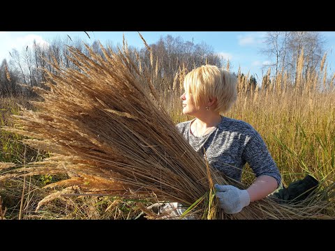 Видео: "Нас ждут несжатые колосья!" Зоологи резвятся в поле